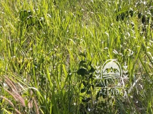 Fazenda em Ibiaí — MG